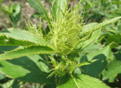 湖北百草堂苍术种植共建绿色胡想致富新